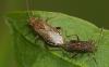 Stictopleurus punctatonervosus